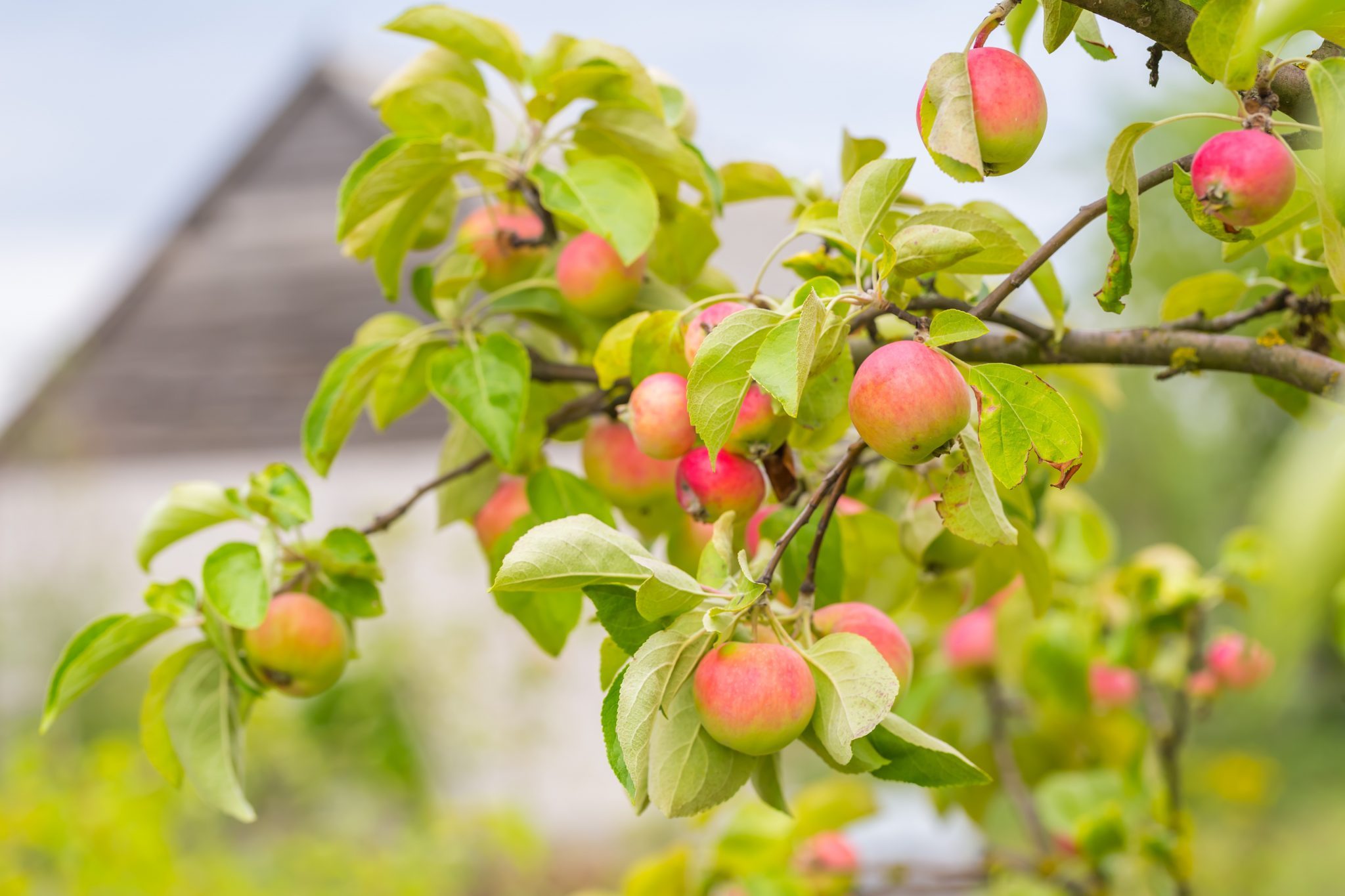 Apple tree