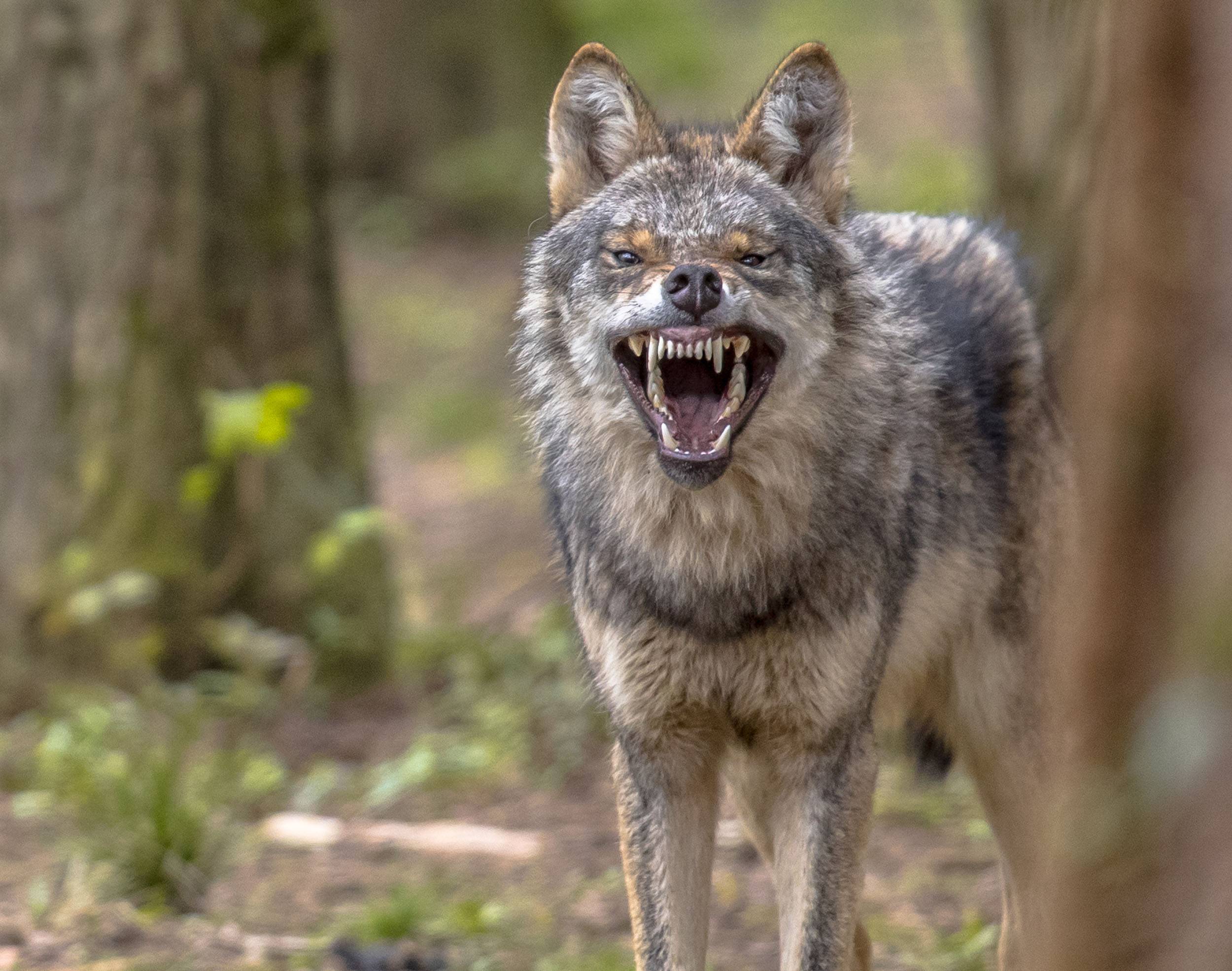 Wolf